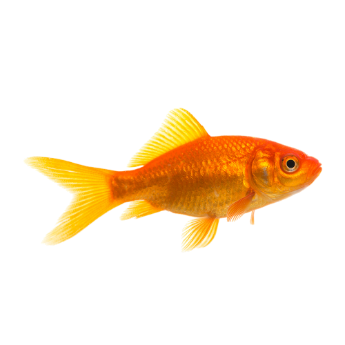 Akvariumlar və balıqlar