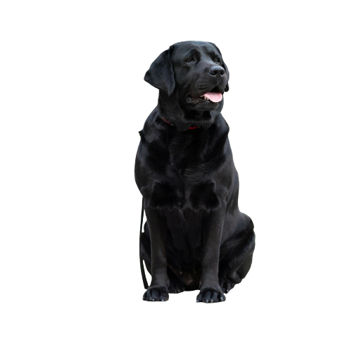 Labrador Retriver