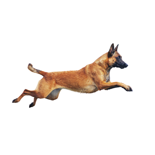 Belçika ovçarkası