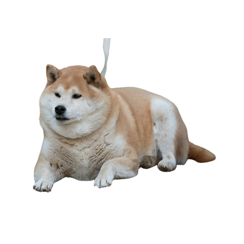 Akita-inu