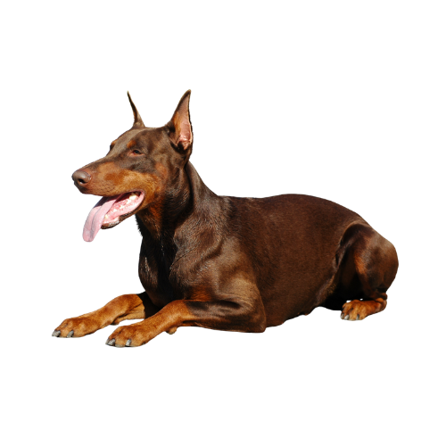 Doberman