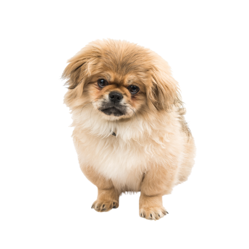 Pekines