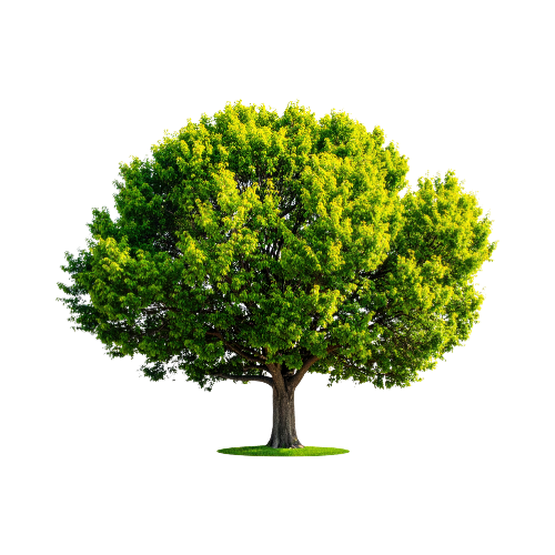 Ağaclar və tinglər